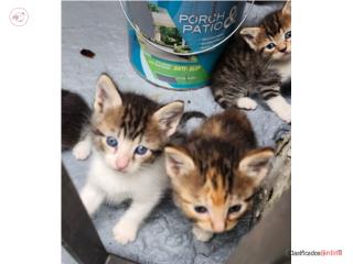 Gatos  Puerto Rico