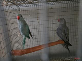 Loros Krameri Puerto Rico