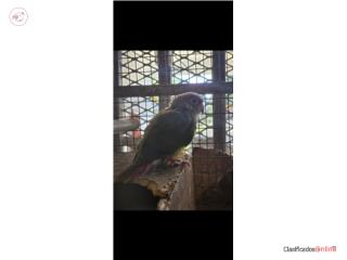 Green Cheek Conure cinnamon   Puerto Rico