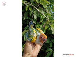 Venta hermoso Son Conure bebe de calidad???? Puerto Rico