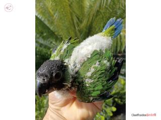 Nandai Conure??buscas una??Cotorrita?? Puerto Rico