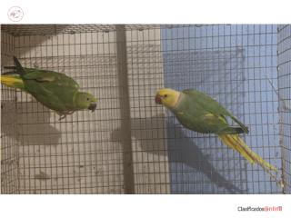 Ringneck pareja Cleartail verde Puerto Rico