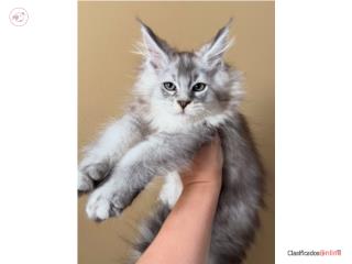 Pisicu?a dragu?a Maine Coon Puerto Rico