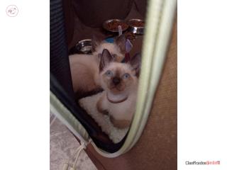 Hermosos gatitos siames  Puerto Rico