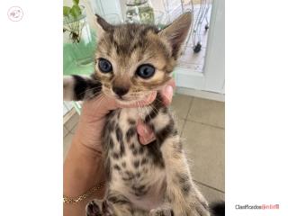 gatitos Puerto Rico