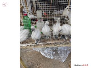 Se venden pollitos silkies