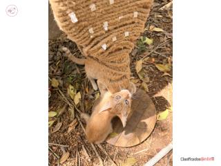 Gatitos hermosos 4 meses 