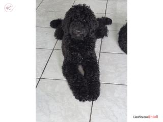 Bernedoodles grandes Puerto Rico
