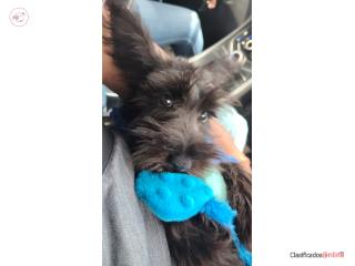 Schnauzer puppy  Puerto Rico