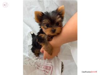 Yorkie preciosa Puerto Rico