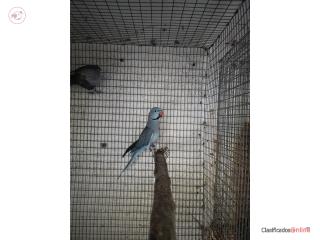Ringneck pareja