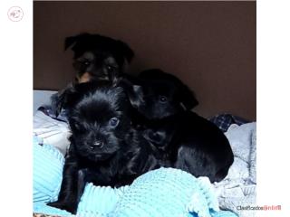 Yorkie Macho Negro Puerto Rico