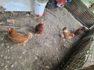 1 gallo cornish y 4 gallinas ponedoras  Puerto Rico
