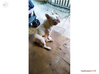 Platinum Frenchie 1 año Puerto Rico