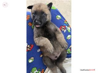 Pastores belga malinois Puerto Rico