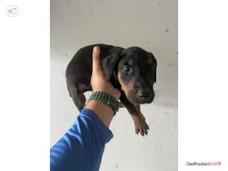 Doberman Puerto Rico