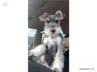 Schnauzer macho mediano  Puerto Rico