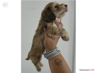 Dachshund longhair Puerto Rico