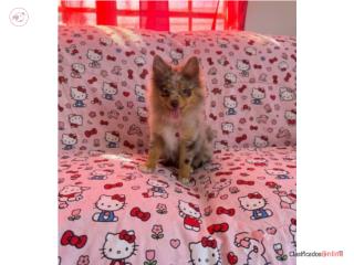 Pomeranian toy nena merle chocolate  Puerto Rico