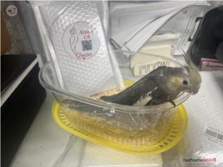 Cockatiel Mansito jóvenes 
