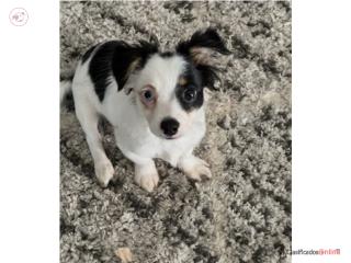 Chihuahua macho pelo largo Puerto Rico