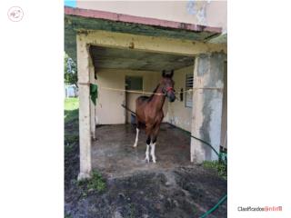 Potro Puerto Rico