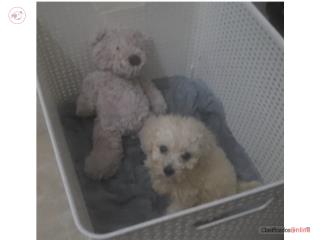 HERMOSA TOY POODLE HEMBRA  Puerto Rico