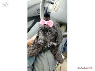 Mini bernadoodle hembra de 3 meses  Puerto Rico