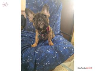 French Bulldog Hembra de 7 meses  Puerto Rico