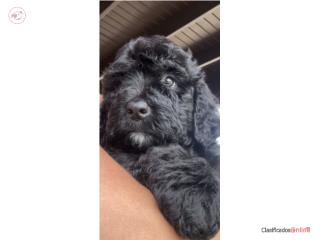 Bernedoodle nene  Puerto Rico