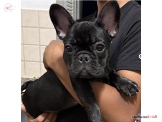 French bulldogs hembra Puerto Rico