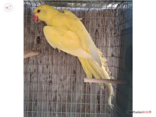 Ringneck no adn  Puerto Rico