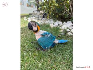 Guacamayo bebe Puerto Rico