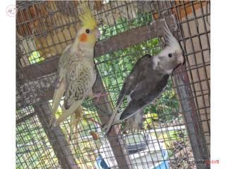 Cockatiels Puerto Rico