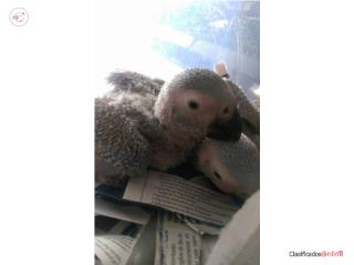 African gray de 8 meses  Puerto Rico