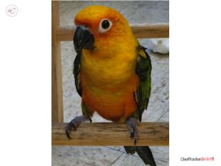 Cotorra Jenday Conure 