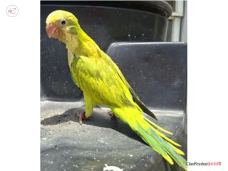 Quaker  Puerto Rico