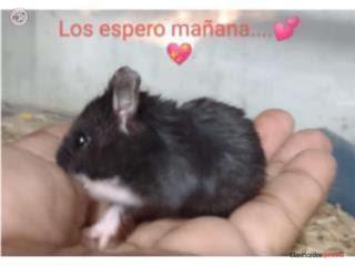 Hamster Puerto Rico