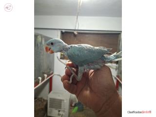 Ringneck azul  Puerto Rico