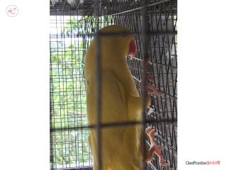 Ringneck  macho Puerto Rico