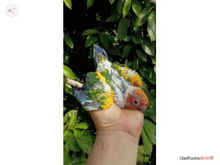 Hermosa cotorrita Son Conure con ADN ???????? Puerto Rico