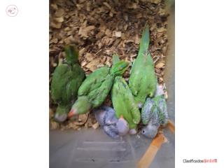 Loros Puerto Rico