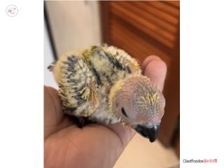 SUN CONURES Puerto Rico
