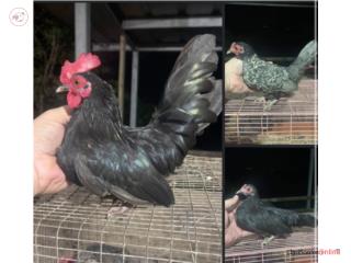 Tr�o de kiris en venta  Puerto Rico