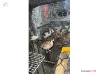 Codornices en venta  Puerto Rico
