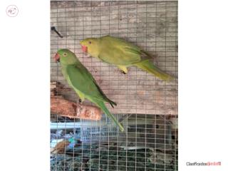 2 parejas de RINGNECK jóvenes  Puerto Rico