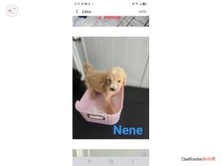 Standard poodle  Puerto Rico