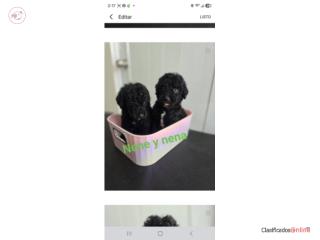 Standard poodle  Puerto Rico