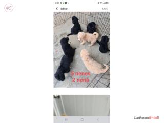 Standard poodle  Puerto Rico