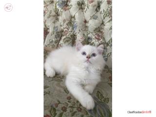 Bellos Gatito Persa 